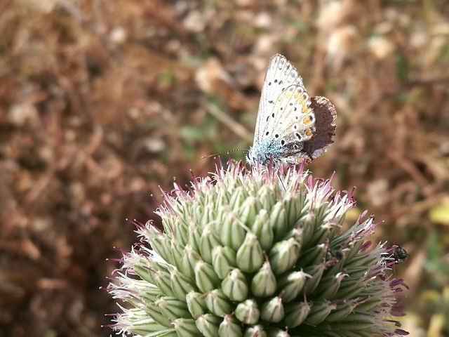 Polyommatus celinus